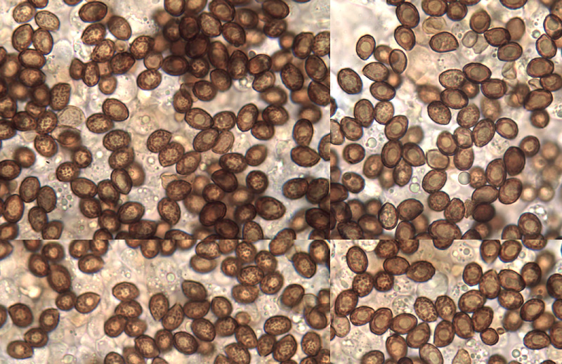 Cortinarius semiodoratus